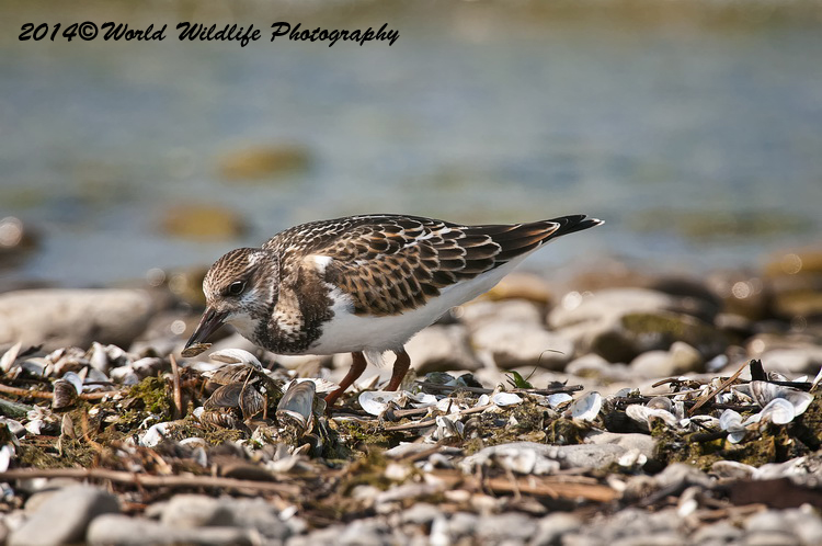 Shore Birds