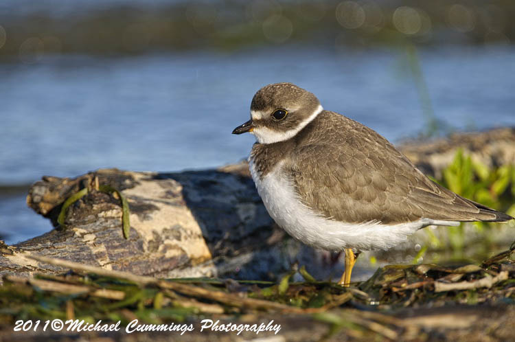 Shore Birds