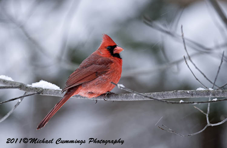 Small Birds