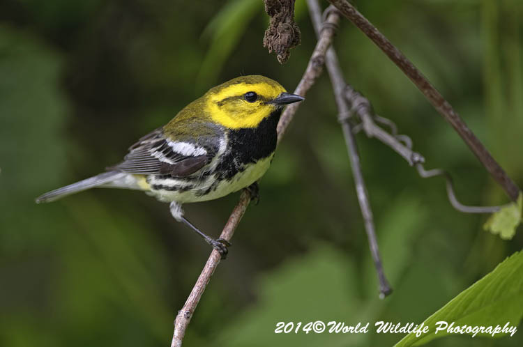 Warblers