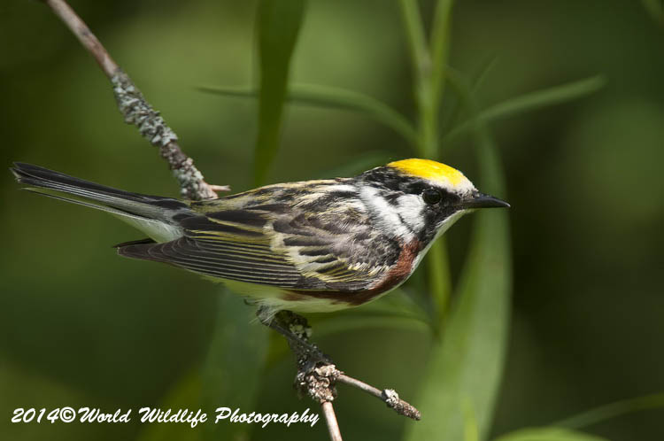 Warblers