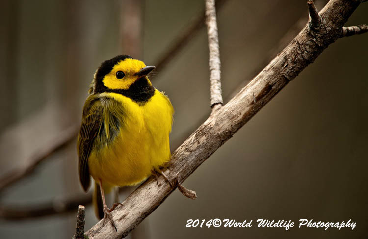 Warblers
