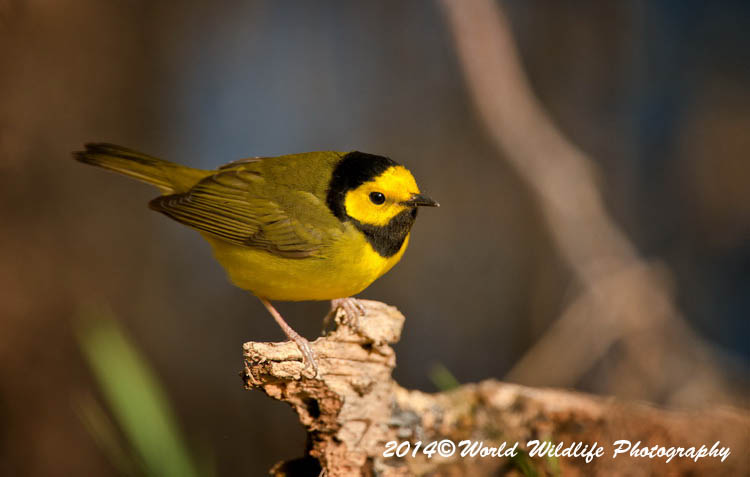 Warblers