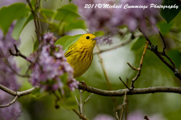 Warblers
