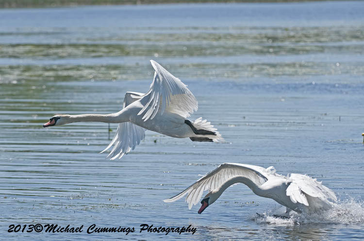 Water Birds