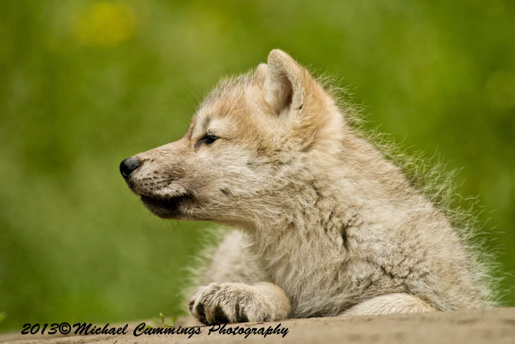 arcticwolf
