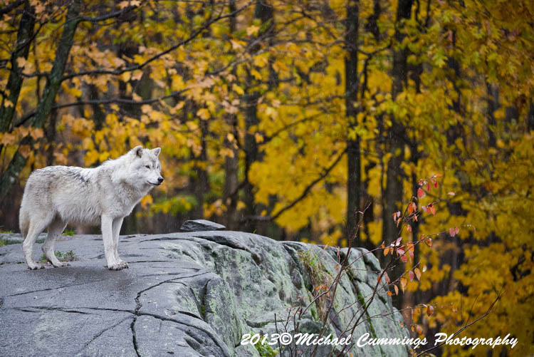 arcticwolf
