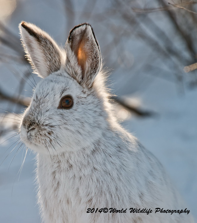 snowshoehare