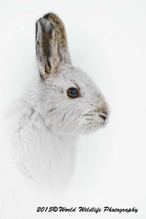 Snowshoe Hare
