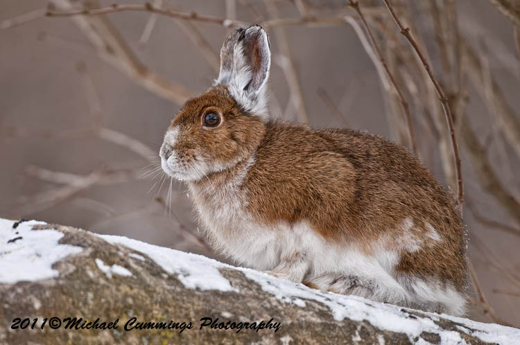 snowshoehare