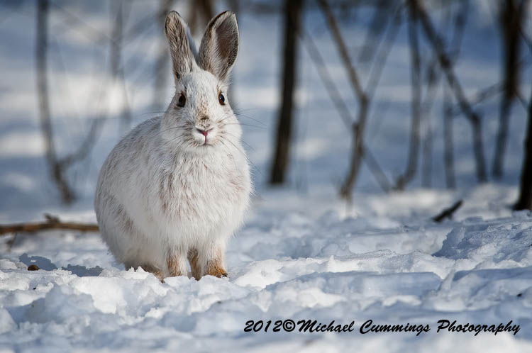 snowshoehare