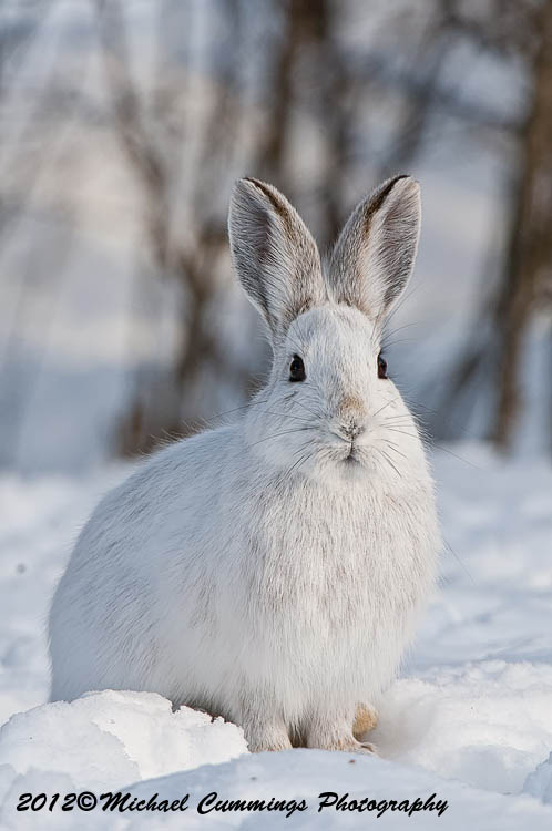 snowshoehare