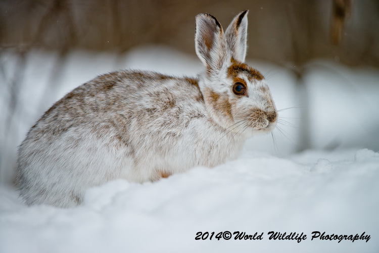 snowshoehare