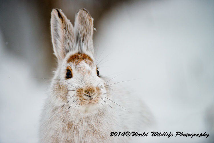 snowshoehare