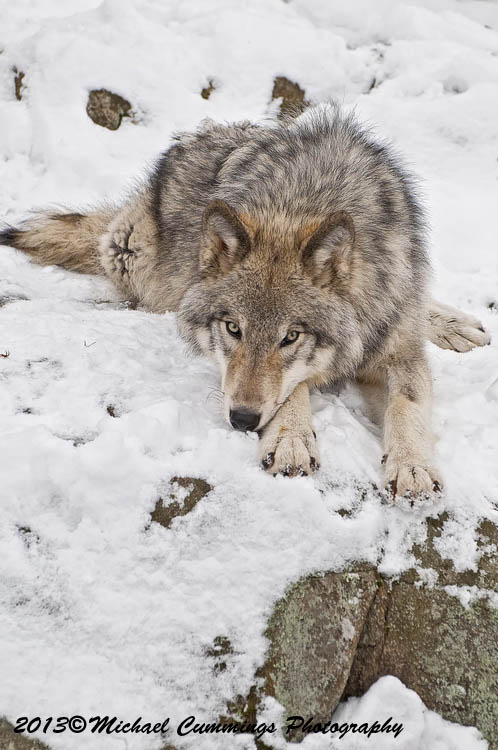 timberwolf