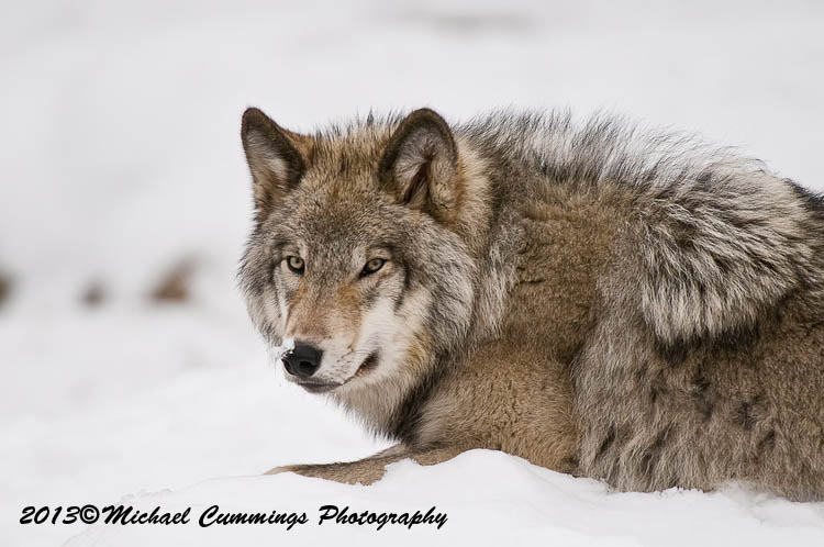 timberwolf