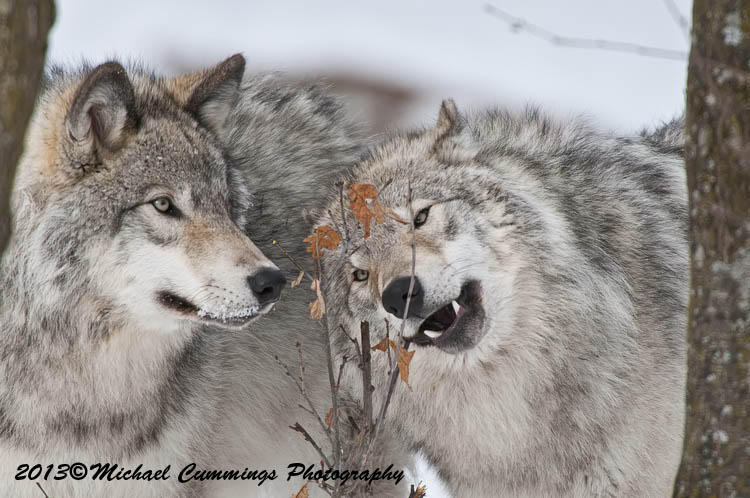timberwolf
