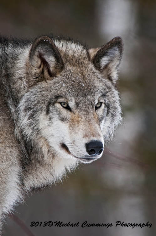 timberwolf
