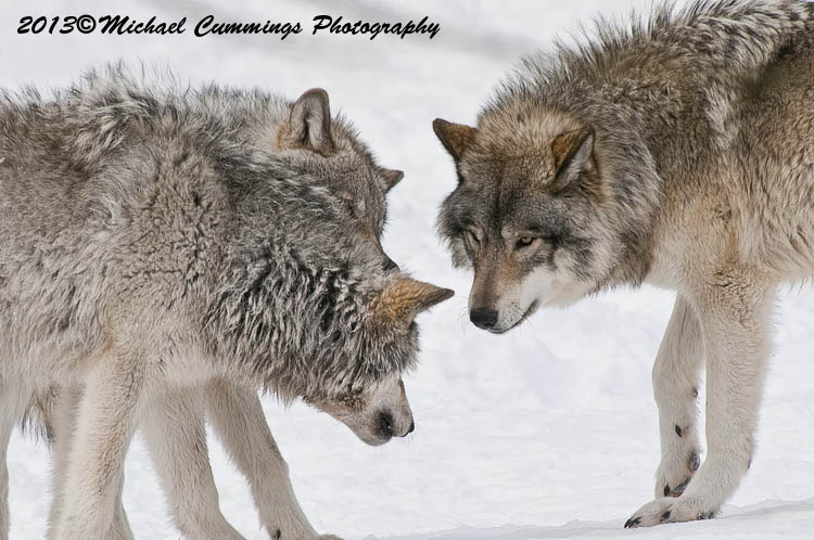 timberwolf