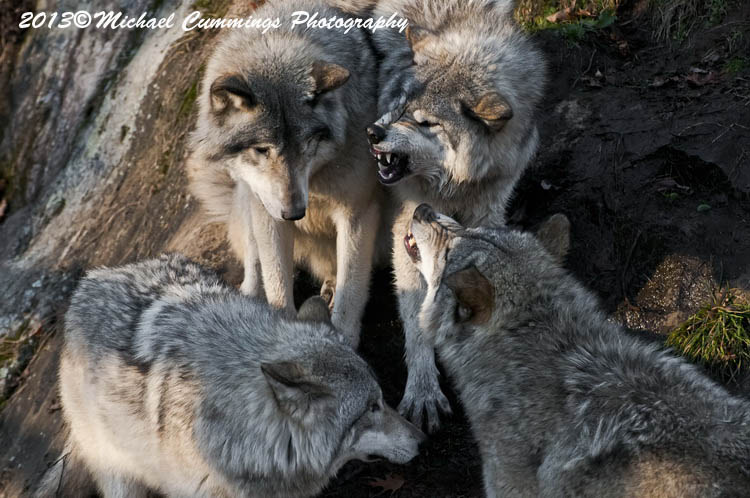 timberwolf