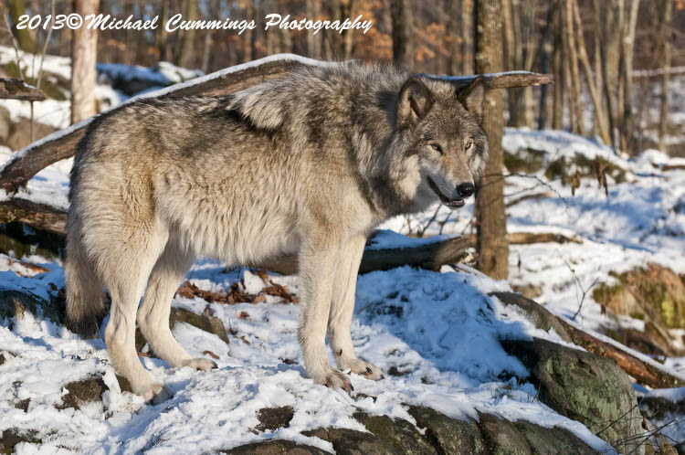 timberwolf