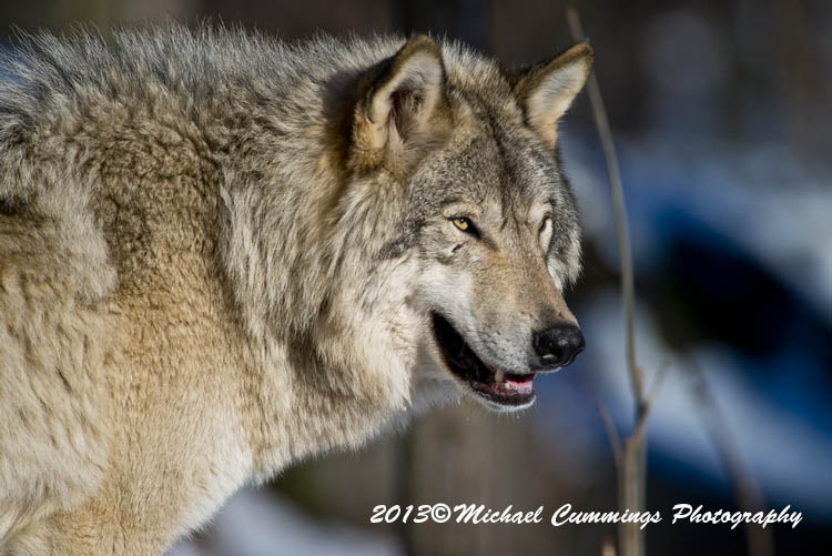 timberwolf