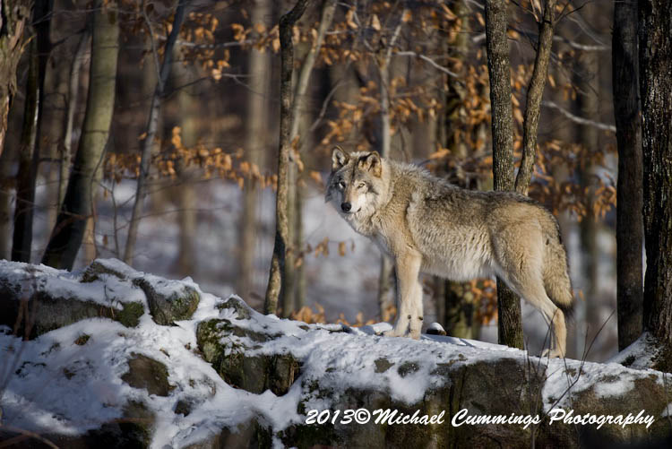 timberwolf