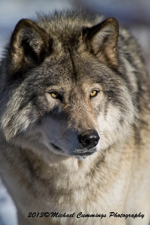 timberwolf