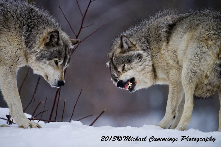 timberwolf