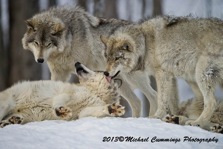 timberwolf