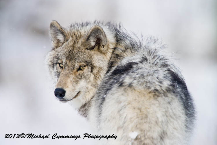 timberwolf
