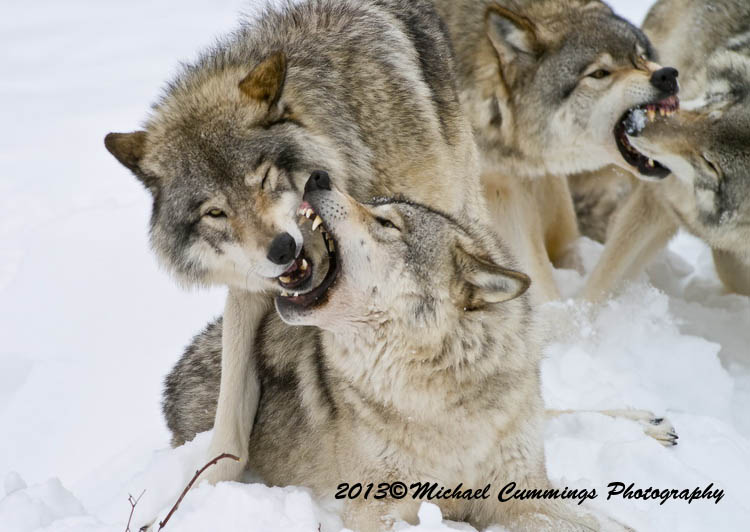 timberwolf