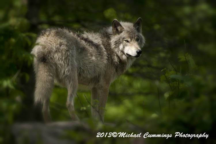 timberwolf