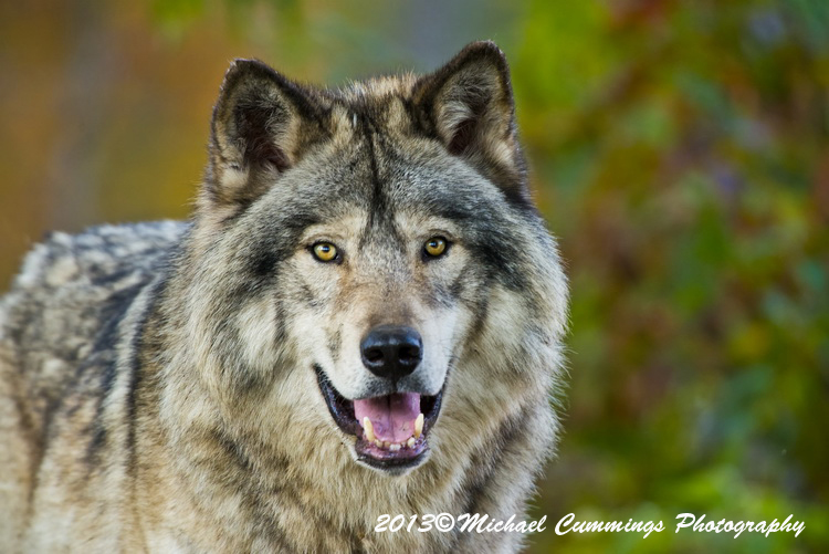 timberwolf