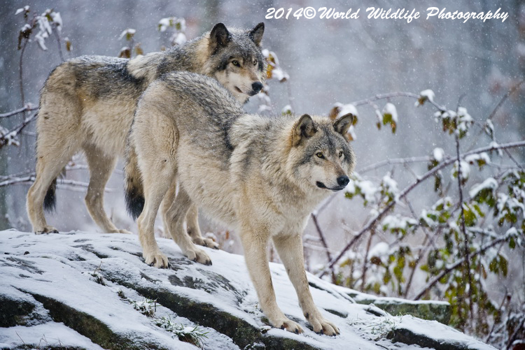 timberwolf