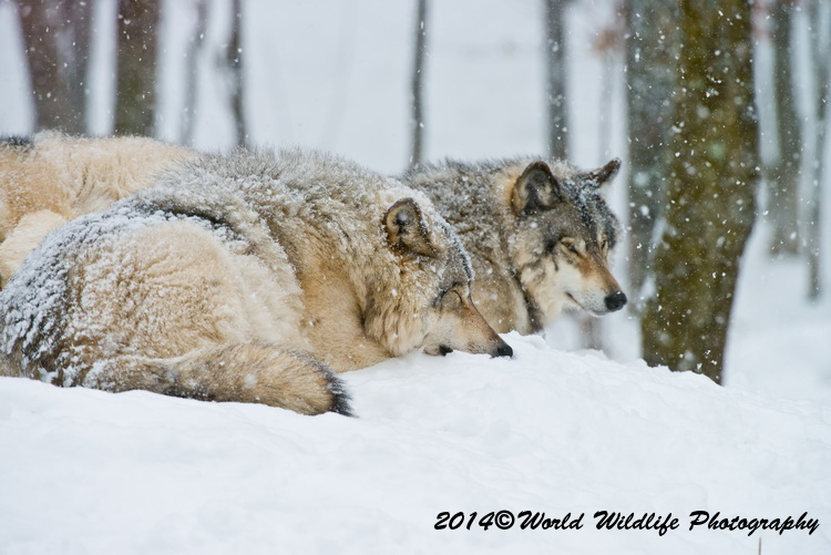 timberwolf