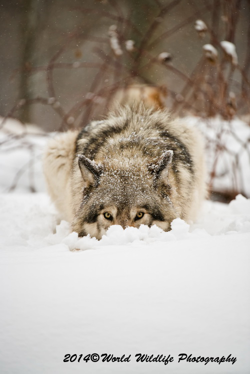 timberwolf