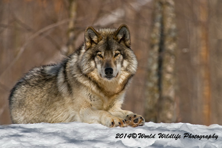 timberwolf