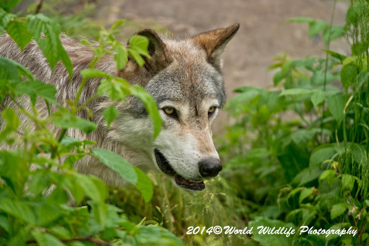 timberwolf