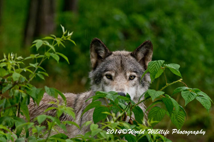 timberwolf