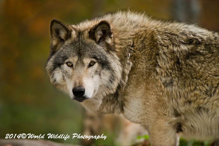 timberwolf