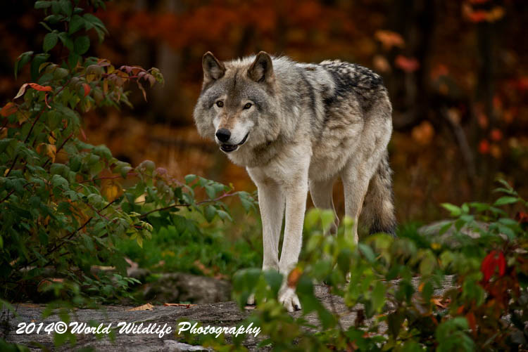 timberwolf