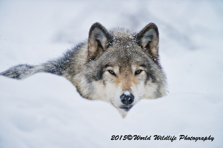 timberwolf