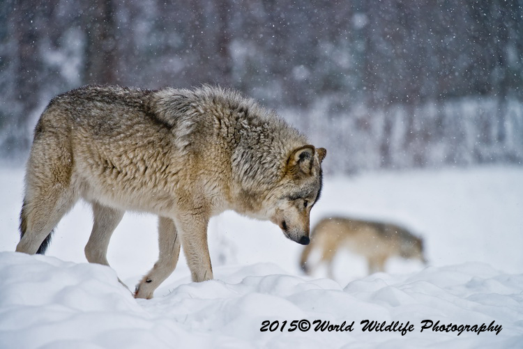timberwolf