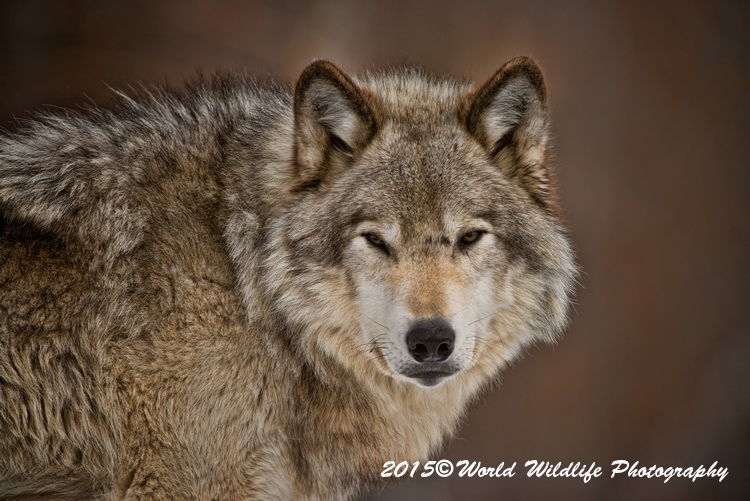 timberwolf
