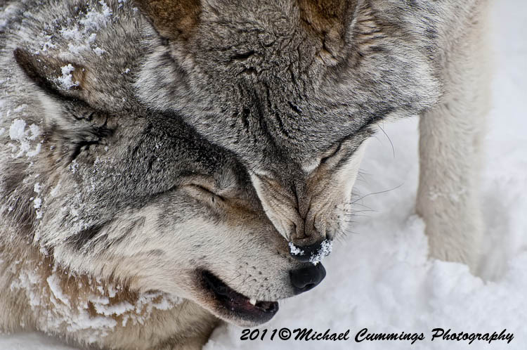 timberwolf