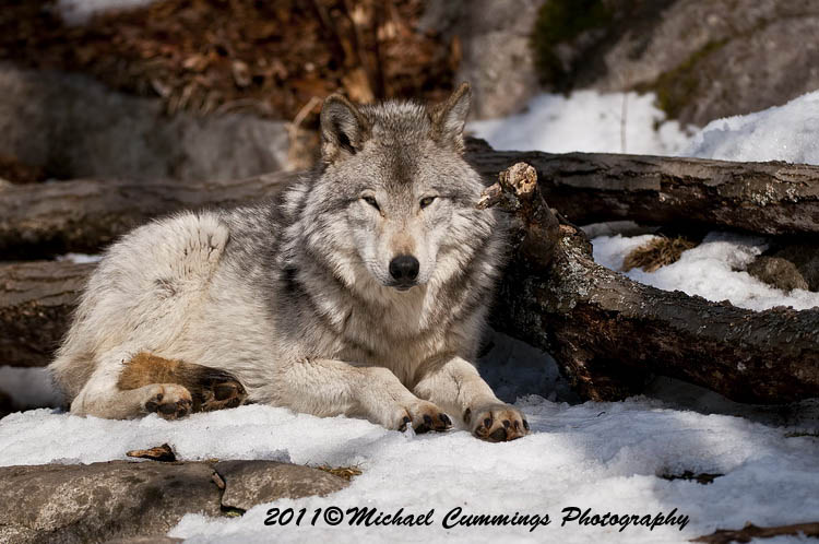 timberwolf