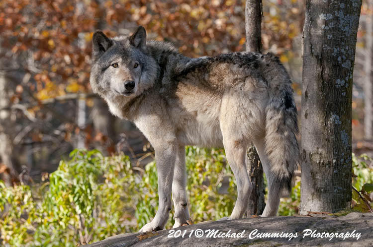 timberwolf
