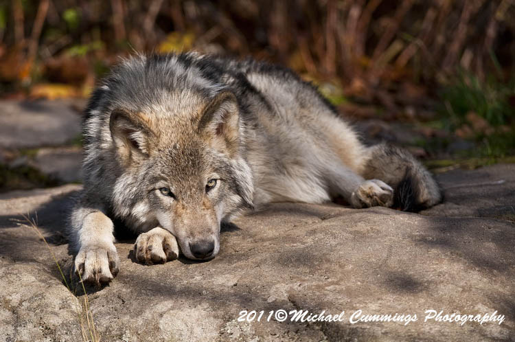 timberwolf