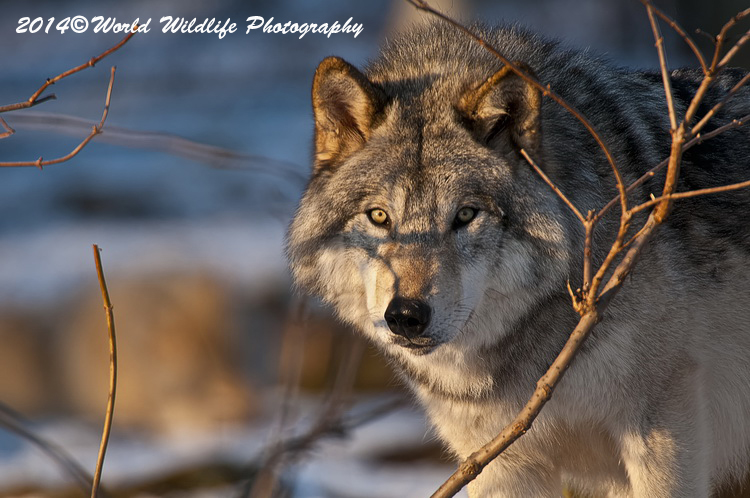 timberwolf